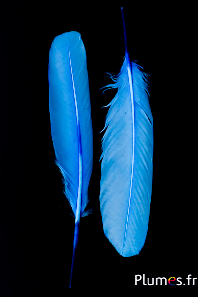 Cygne Soie - 25-30 cm - turquoise
